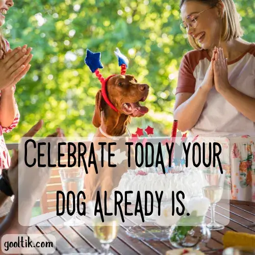 Celebrate Life With Your Dog