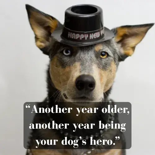 Birthday Quotes For Dog Dad