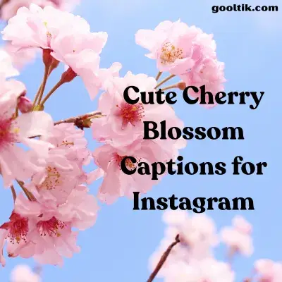 Cute Cherry Blossom Captions for Instagram