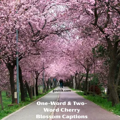 One-Word & Two-Word Cherry Blossom Captions
