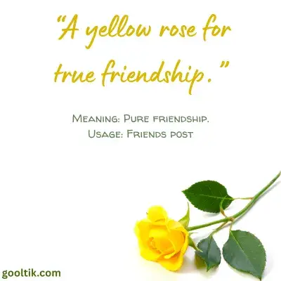 Friendship Rose Captions